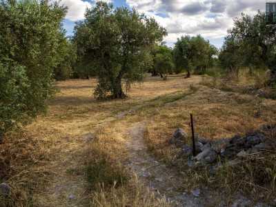 Attraverso un varco ci facciamo strada tra gli alberi di ulivo...